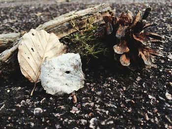 Close-up of leaves on ground