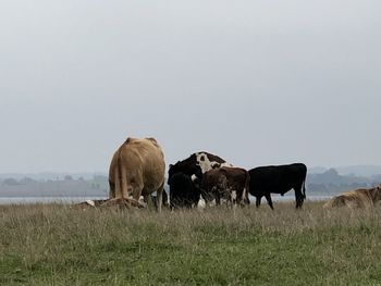 Horses grazing in a field