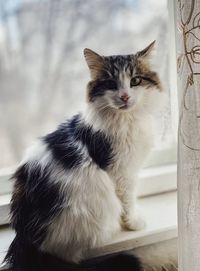 Close-up of a cat looking away