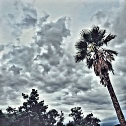 Low angle view of palm trees against cloudy sky