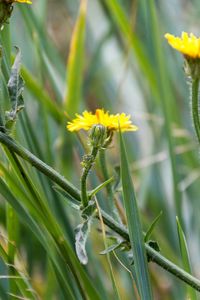 Close-up of yellow flower