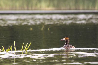 Duck swimming in a lake