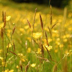 Close-up of plant growing on field