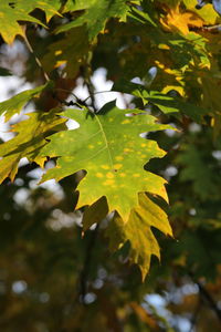 Close-up of maple leaves on tree