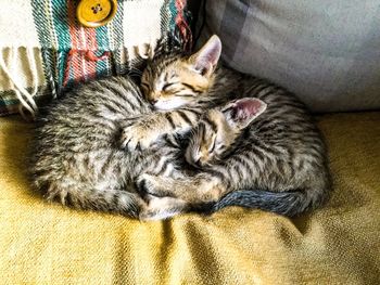Close-up of kitten sleeping at home