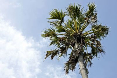 Low angle view of palm tree against sky