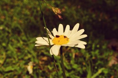 Close-up of insect on white flower