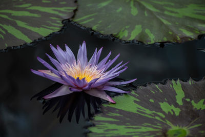 Close-up of lotus water lily in pond