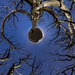 Low angle view of bare tree against sky