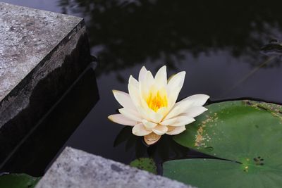 Close-up of lotus water lily in pond