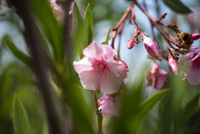 Close-up of pink cherry blossoms in spring