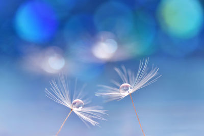 Close-up of dandelion against blue sky