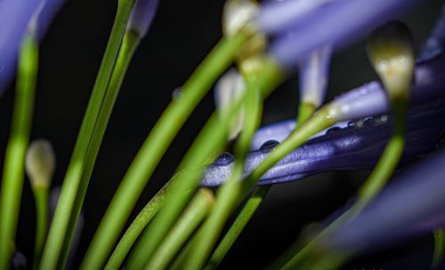 Close-up of green leaf on plant