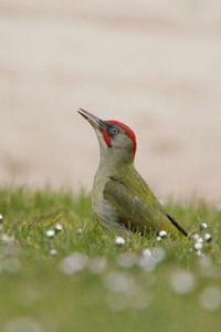 Close-up of bird against blurred background