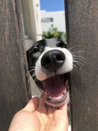 Close-up of hand holding dog