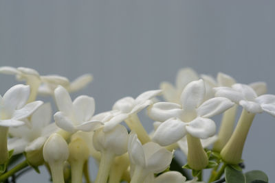 Close-up of white flowering plants