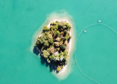 High angle view of coral in sea