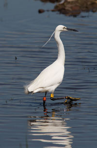 Bird on a lake