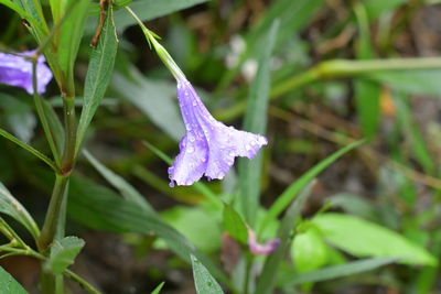 Close-up of purple flowering plant