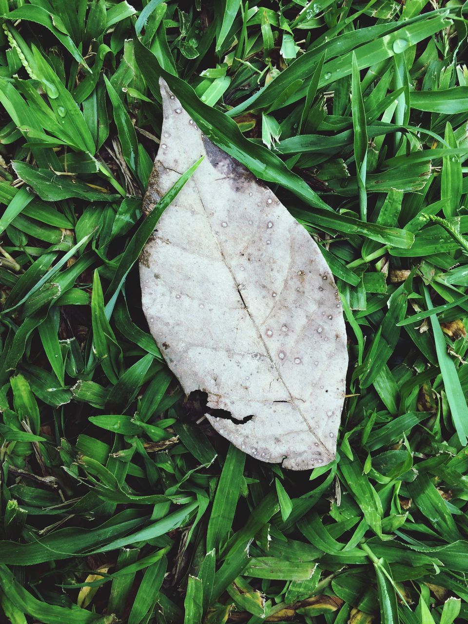 grass, leaf, green color, growth, plant, nature, high angle view, field, close-up, day, tranquility, grassy, beauty in nature, outdoors, no people, green, growing, natural pattern, fragility, wet