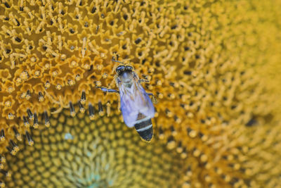 Close-up of butterfly pollinating on yellow flower