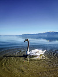 View of swan on beach against sky