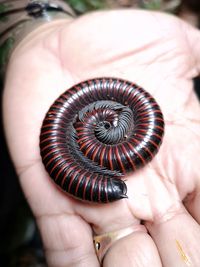 Midsection of person holding spiral