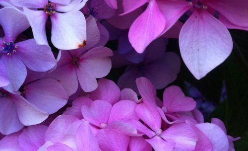 Close-up of pink flower