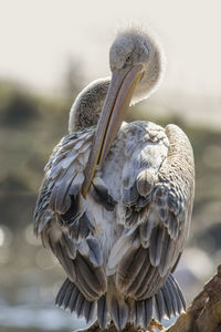 Pelican preening outdoors