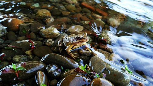 Close-up of crab on pebbles