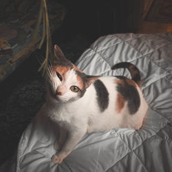 High angle view portrait of a cat