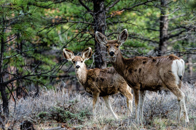 Portrait of deer standing in a forest