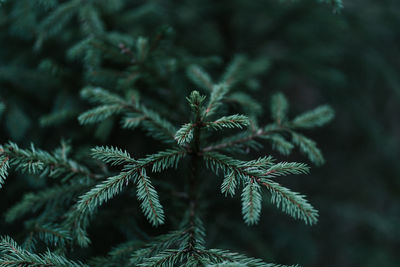 Close-up of pine tree