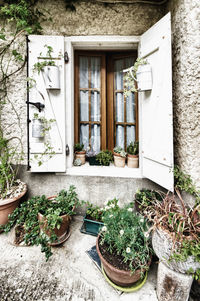 High angle view of potted plant in abandoned house