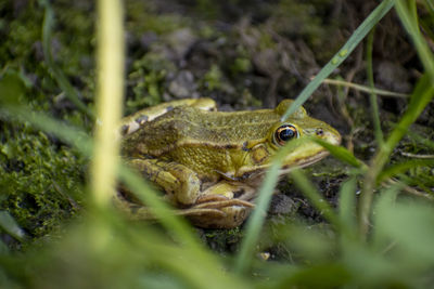 Close-up of green frog on land