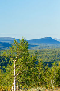 Scenic view of landscape against clear sky