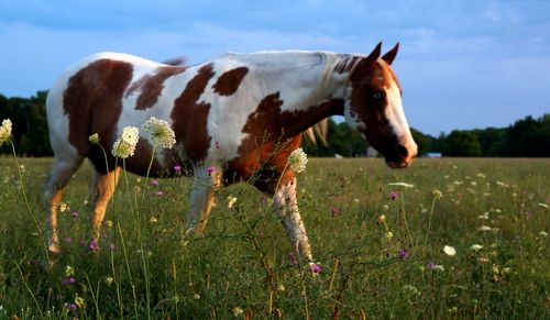 Horse on grassy field