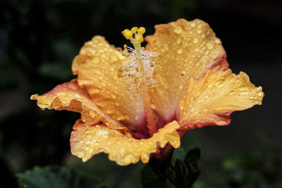 Close-up of yellow hibiscus blooming outdoors