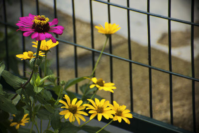 Close-up of yellow flowers blooming outdoors