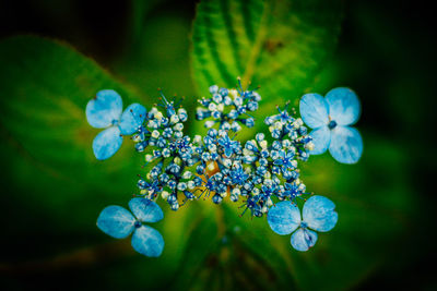 Close-up of flowers against blurred background