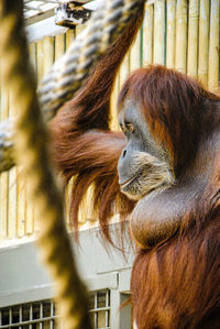 Close-up of a monkey looking away