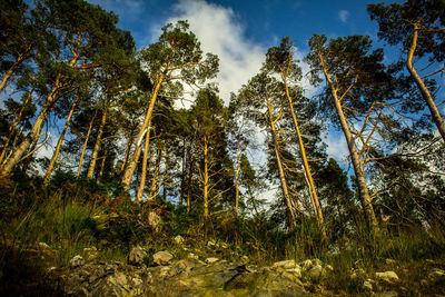 Low angle view of trees against sky