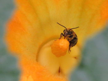 Close-up of bee pollinating on yellow flower