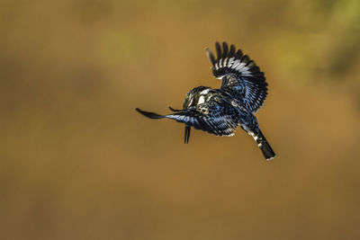 Close-up of a bird flying