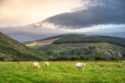 Flock of sheep grazing on green field, lough dan valley, wicklow mountains, ireland