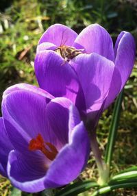 Close-up of purple flowers