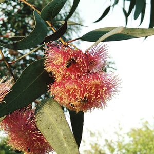 Close-up of red flowers