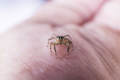 Close-up of spider on hand