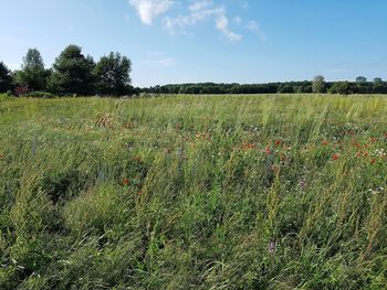 Scenic view of field against sky