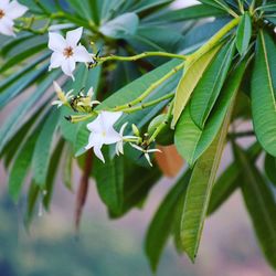 Close-up of white flowers